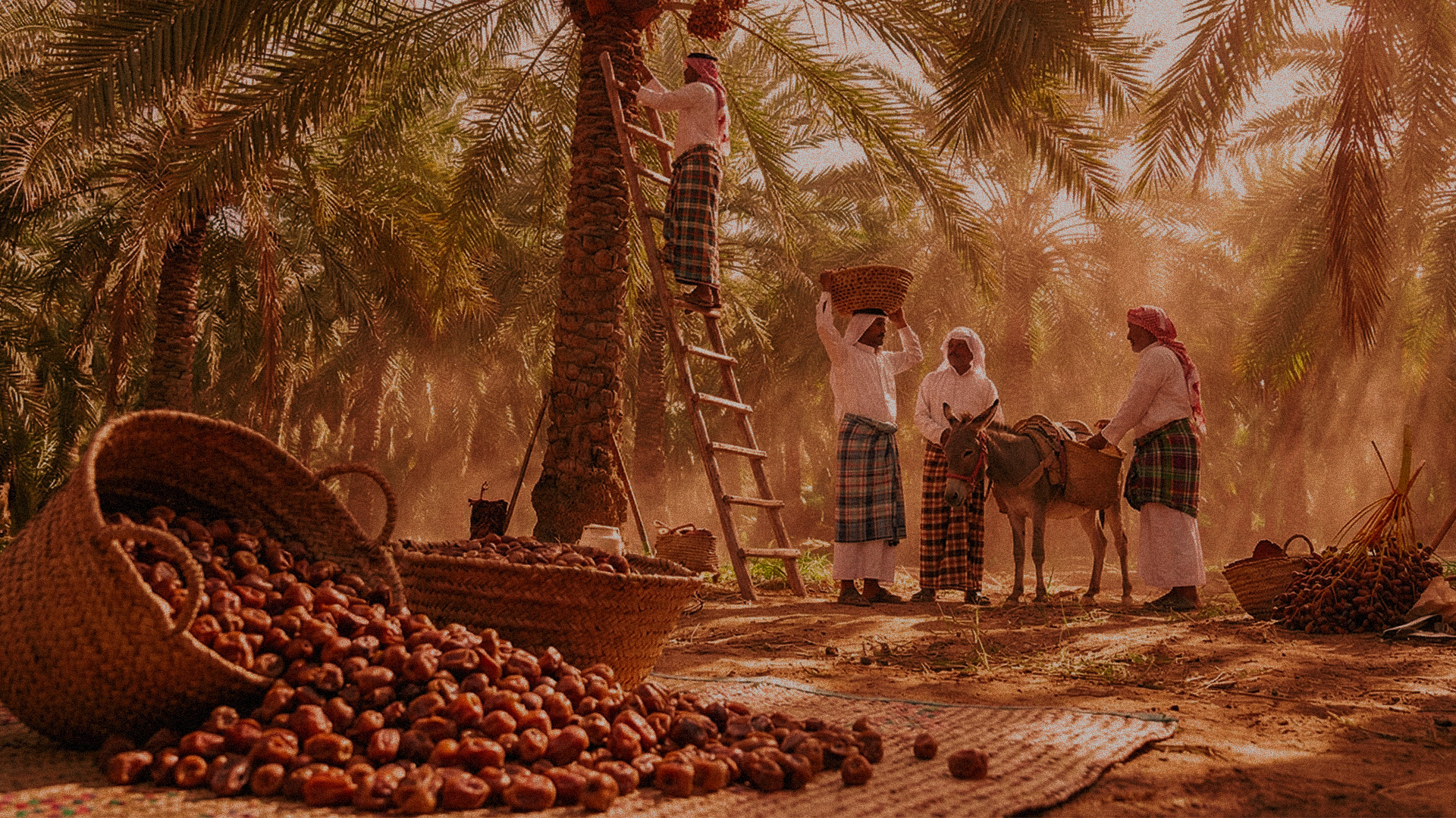 Date harvest background